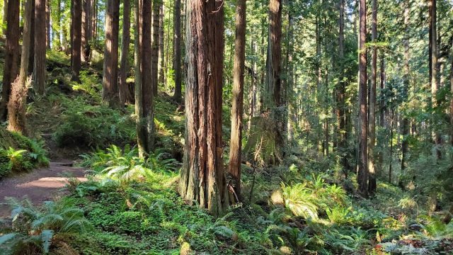Arcata Community Forest