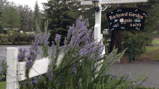 Backyard Garden Oasis B&B