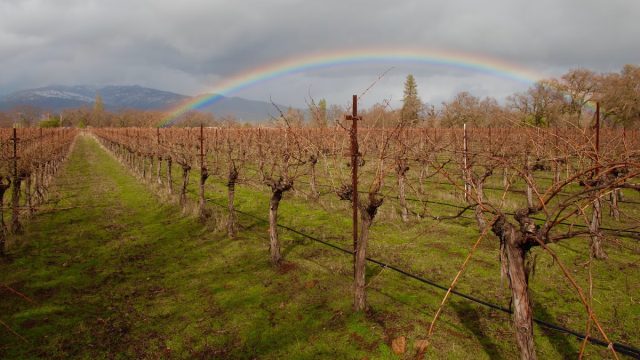 Beaver Creek Vineyards – Martin Pohl Wines