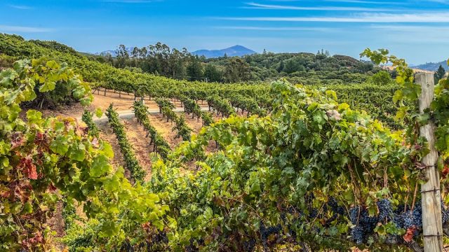 BobDog Wines