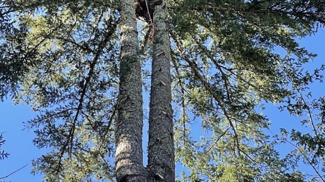 Brad Beck All Things Tree
