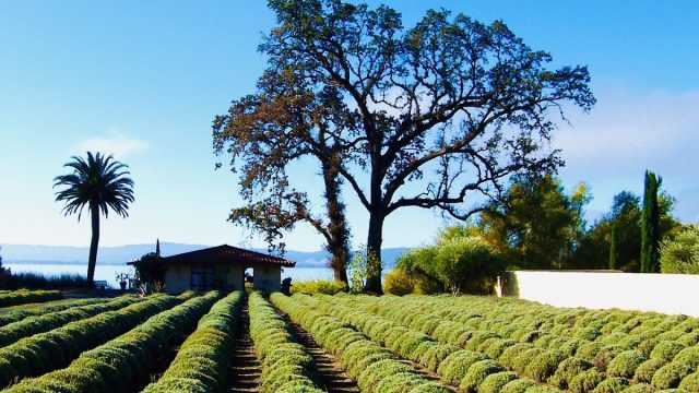 Ceago Vinegarden