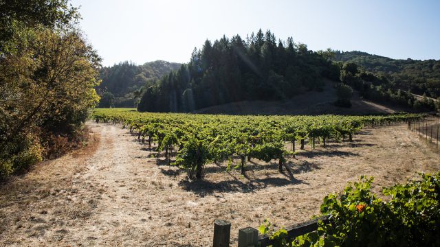 Cole Ranch Vineyard & AVA