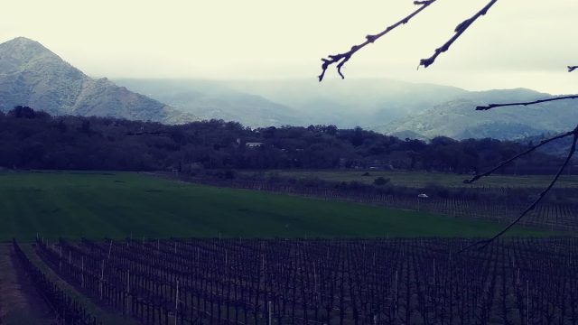 Contento Vineyard