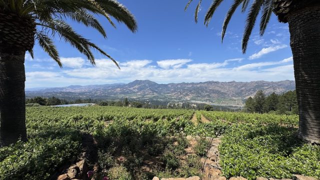 Diamond Mountain Vineyard