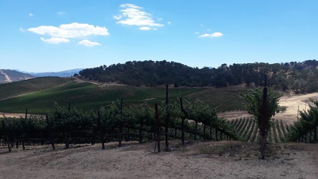 Diamond Ridge Vineyards