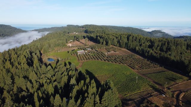 Drew Winery