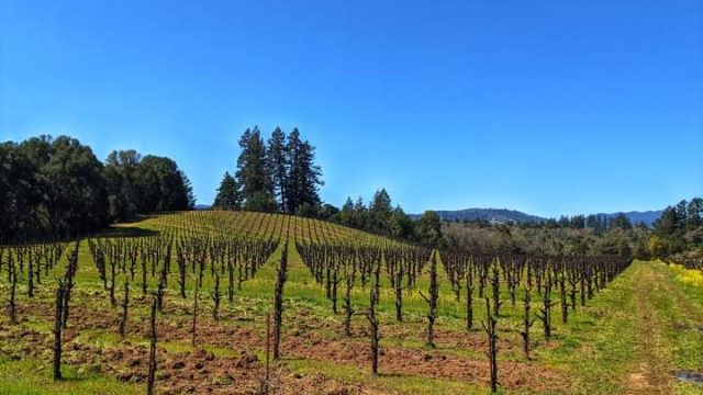 Gherlone Vineyards