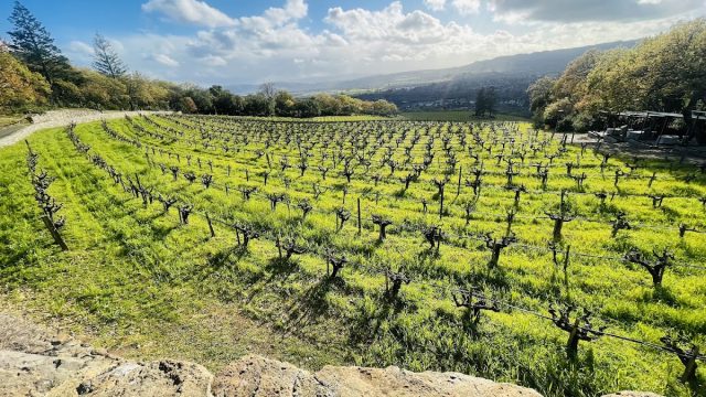 Hanzell Vineyards