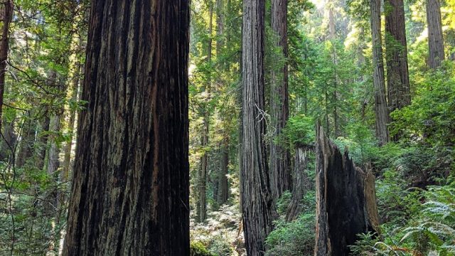 Headwaters Forest Reserve