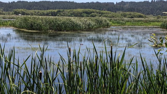Humboldt Bay National Wildlife Refuge