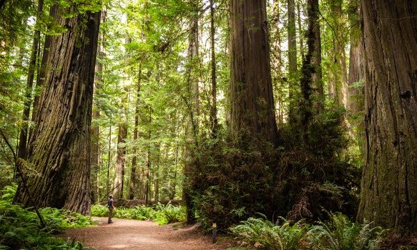 Humboldt Redwoods State Park
