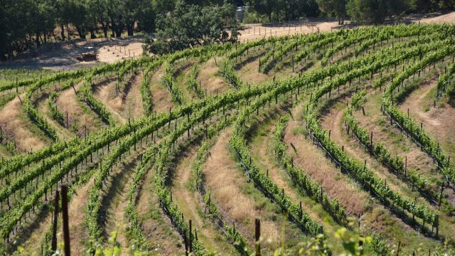 Jericho Canyon Vineyard