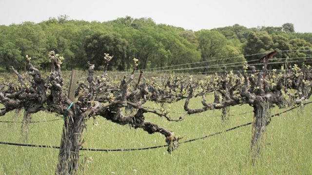 Junius Vineyard