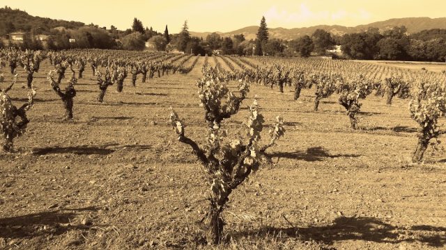 Kalpela Wines