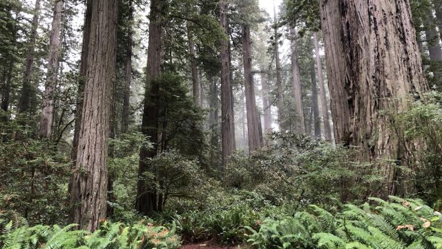 Lady Bird Johnson Grove Trail