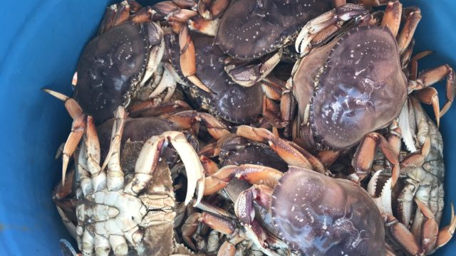 Little Dory Seafood Co. LLC