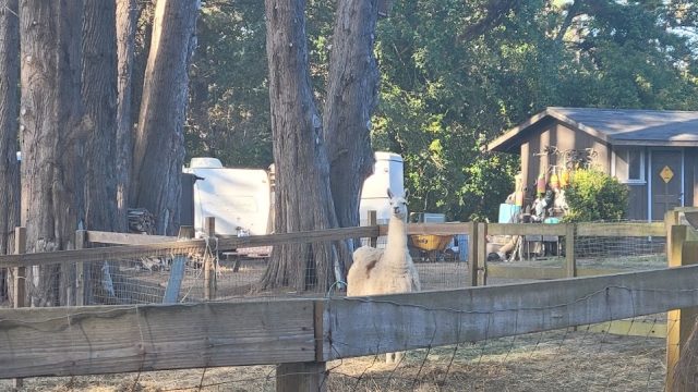 Lodging & Llamas