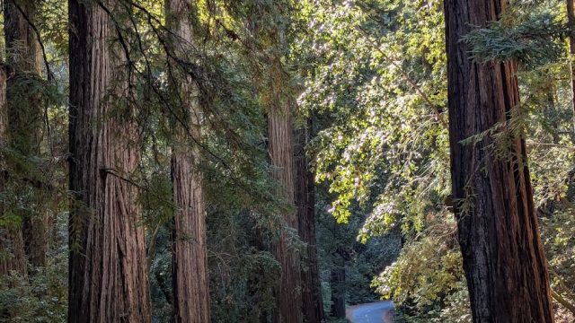 Mailliard Redwoods State Natural Reserve
