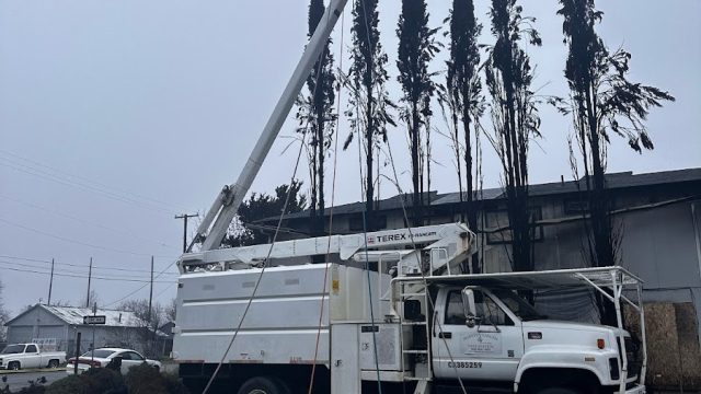 Marvins Garden Tree Services