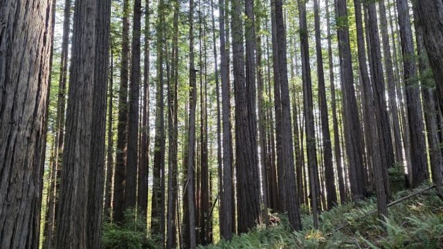 Mendocino Woodlands