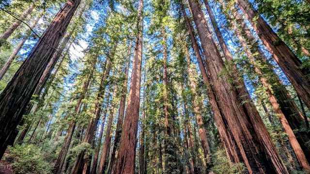 Montgomery Woods State Natural Reserve