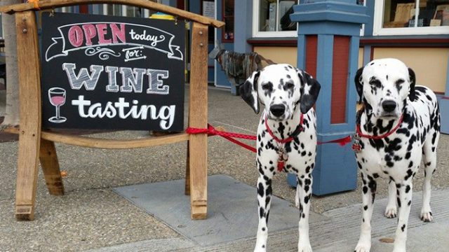 Mutt Lynch Winery