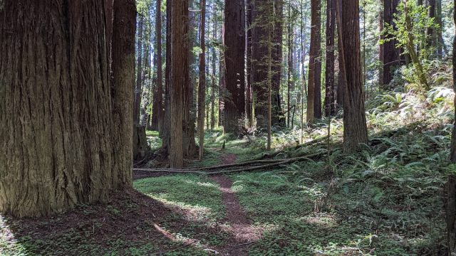 Navarro River Redwoods State Park
