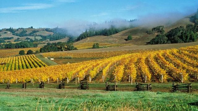 Navarro Vineyards & Winery