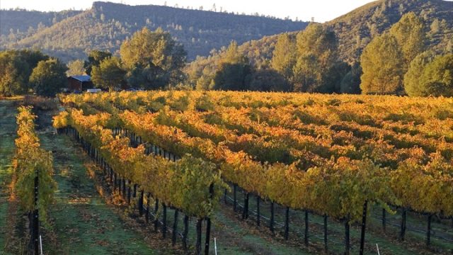 Noggle Vineyards and Winery