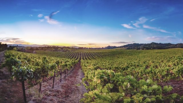 Notre Vue Estate Winery & Vineyards