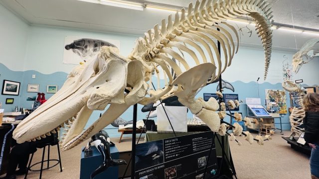 Noyo Center For MARINE Science