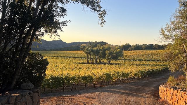 Oakville Ranch Vineyards