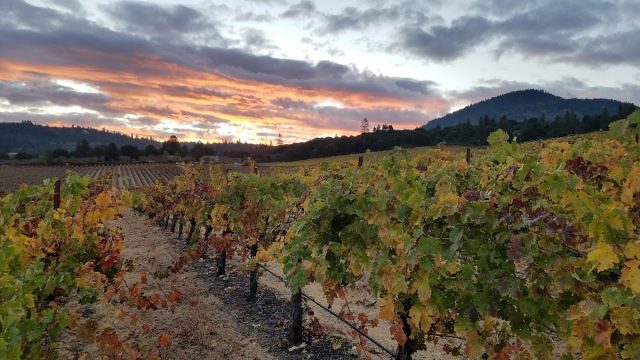 Obsidian Ridge Vineyard
