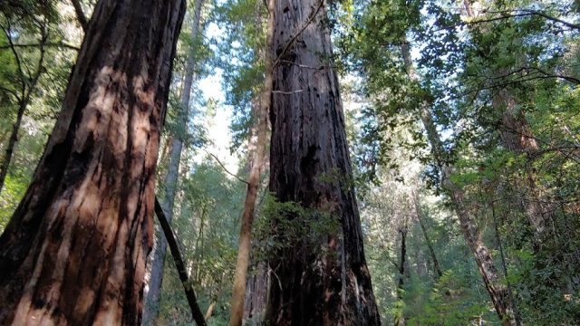 Ohl Redwood Grove Park