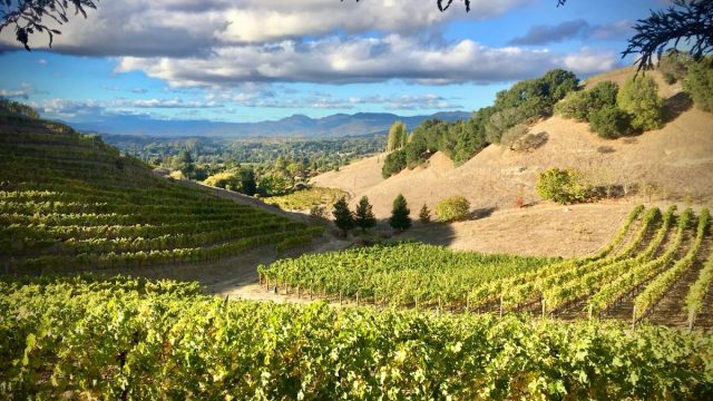 Porter Family Vineyards