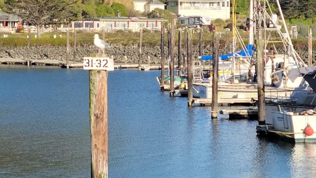 Porto Bodega Marina and RV Park