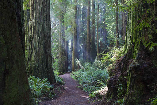 Prairie Creek Redwoods State Park