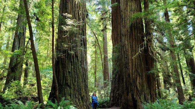 Redwood National and State Parks
