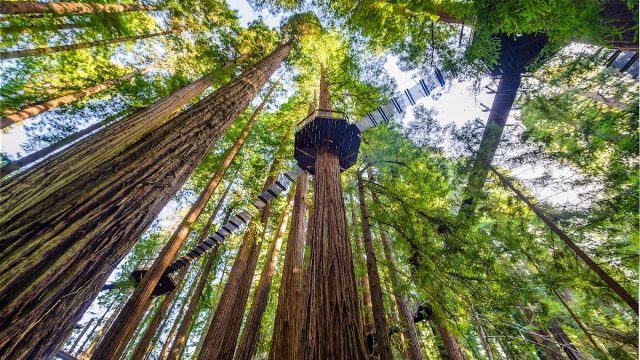 Redwood Sky Walk at Sequoia Park Zoo