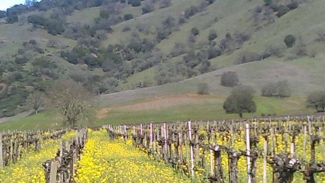 Redwood Valley Vineyards