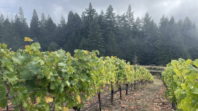 Rendezvous Wine Tours & Experiences