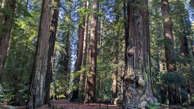 Richardson Grove State Park