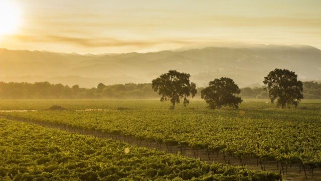 RIVINO Winery