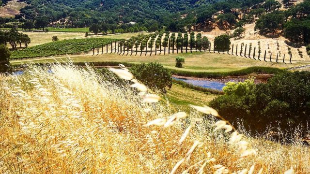 Saracina Vineyards