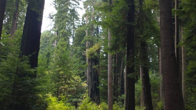 Sequoia Park Garden
