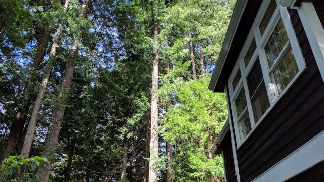 Serene Redwood Retreat