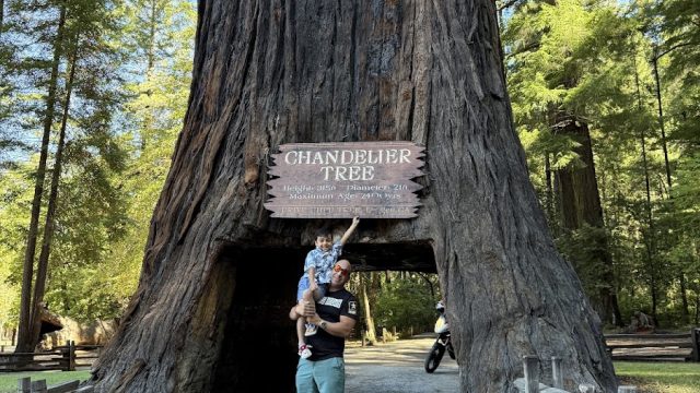 Shrine Drive Thru Tree