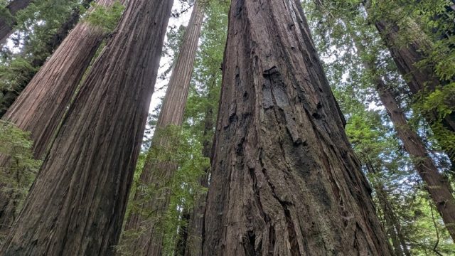 Stephens Grove Loop Trail