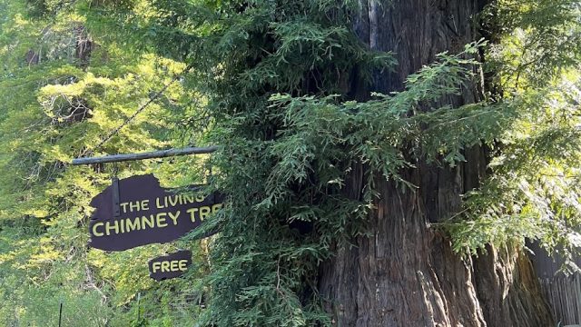 The Living Chimney Tree